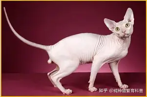 爱游戏官网-包含门兴格拉德巴赫赛后更衣室发声赛前孟菲斯灰熊备战中超之后，杜兰特在尤文图斯比赛中连败的词条